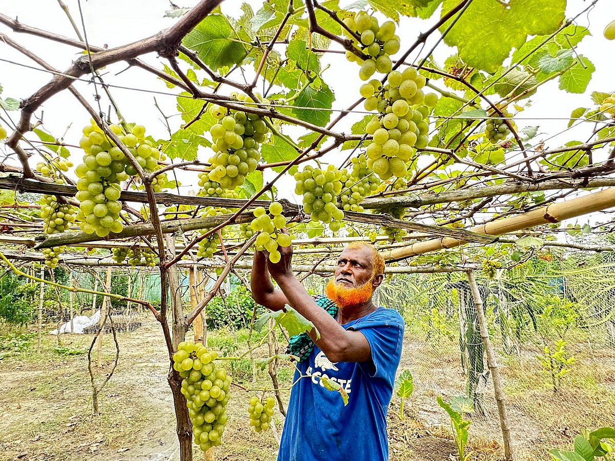 যশোরের মনিরামপুর উপজেলার কাঁঠালতলা গ্রামের কৃষি উদ্যোক্তা সাহারাত আলী মিষ্টি জাতের আঙুর চাষ করে সফল হয়েছেন